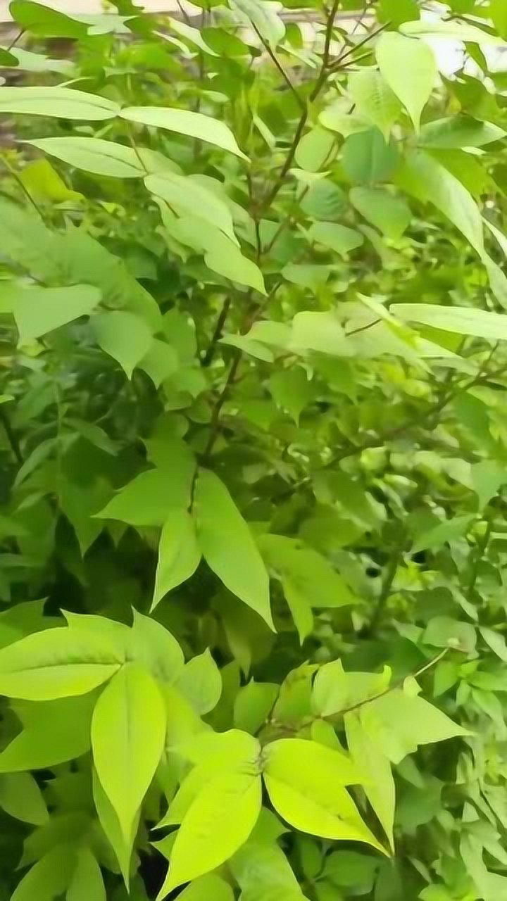 狗屎豆,一身是宝,就是名字不好听,你们知道它的功效吗