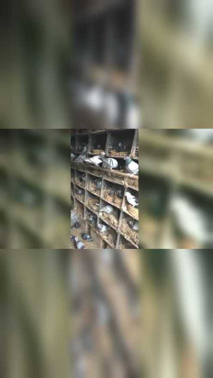 农村散养鸽子窝图片图片