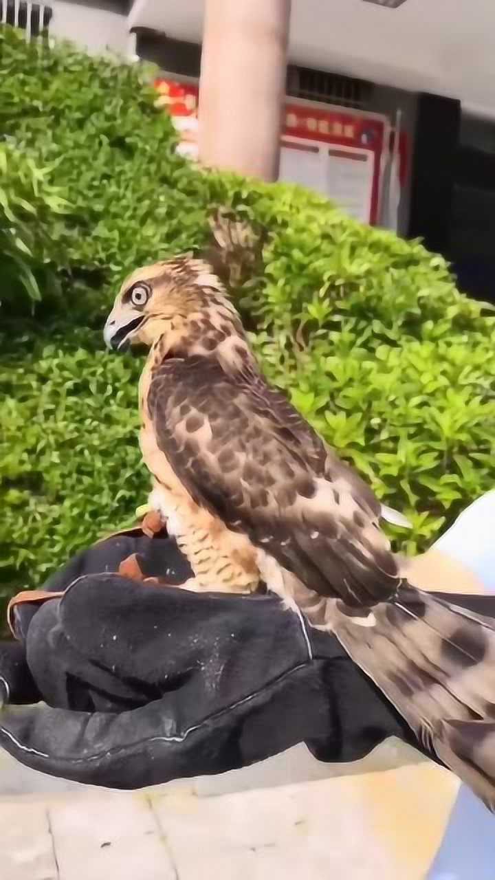 国家二级保护动物凤头鹰,名字告诉你们了呀,别又说是沙雕了!