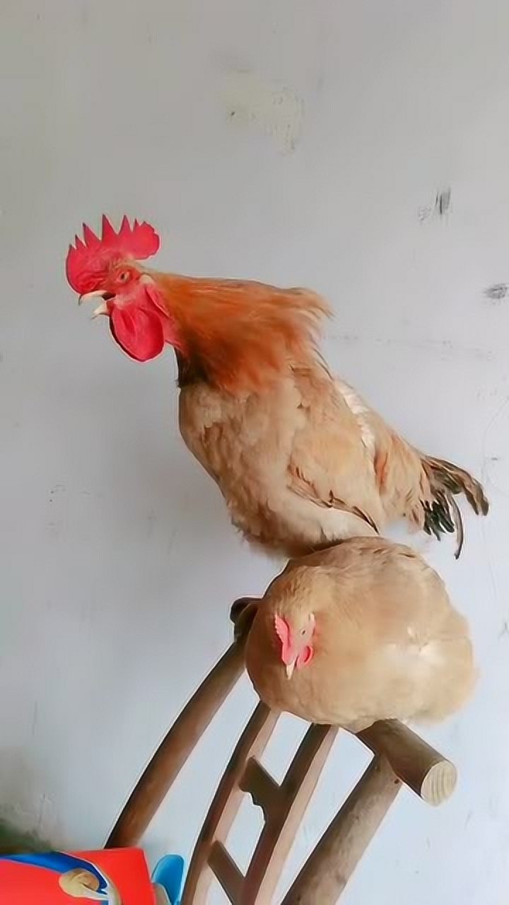 鸡也学外语印尼公鸡打鸣声