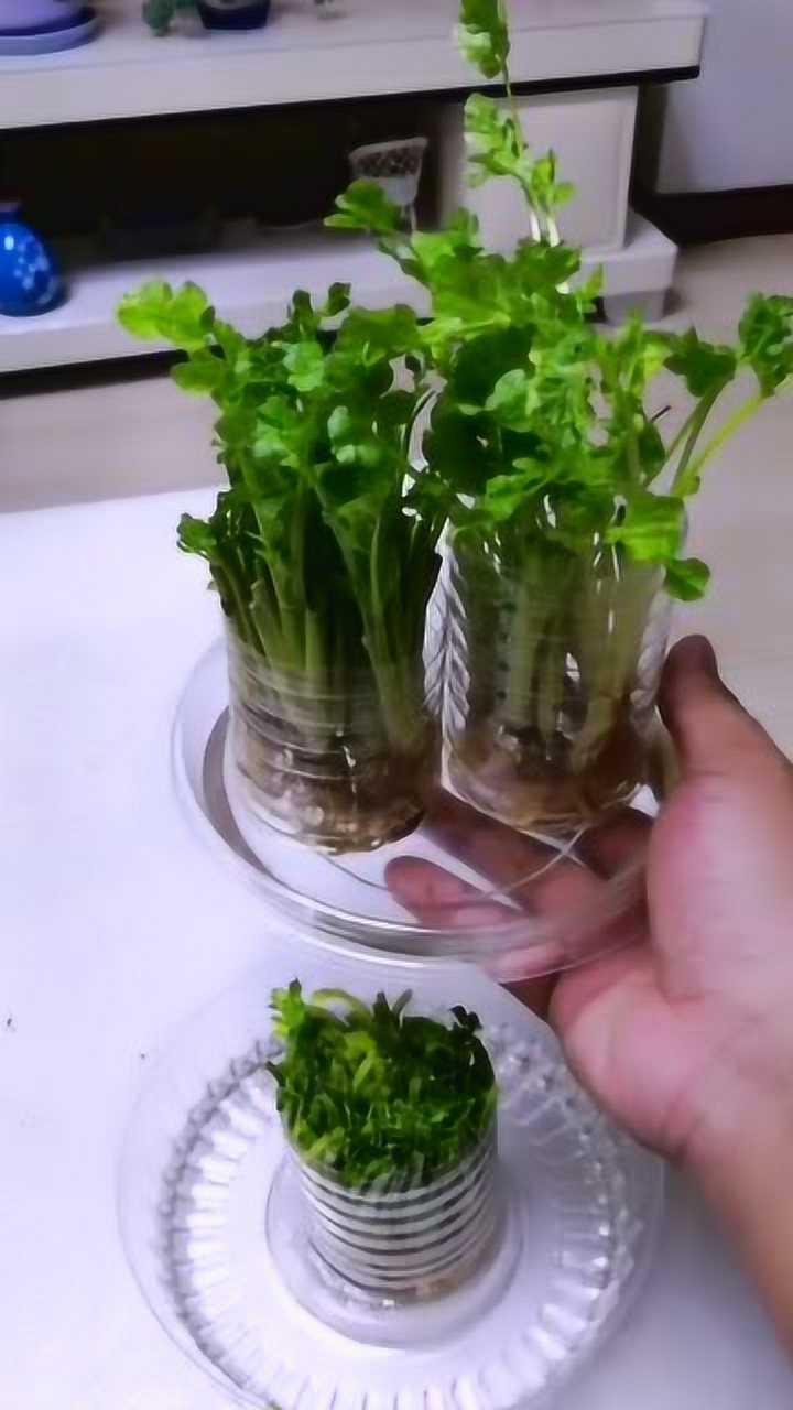 教你水培香菜教程