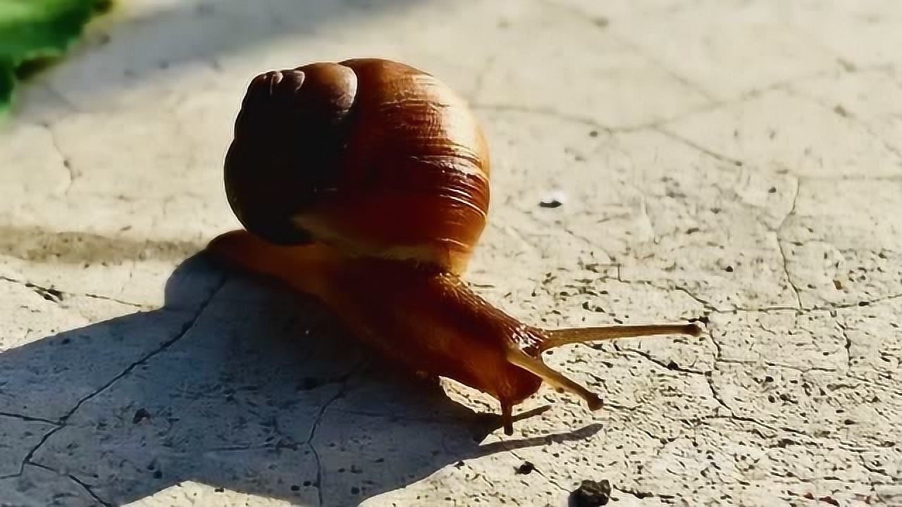 爬山看到蜗牛pail一个视频