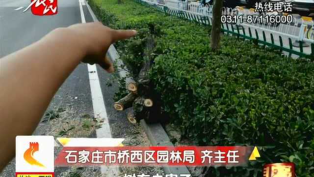 树倒砸车,保险公司和园林局互推拒不理赔,记者一出现画风全变