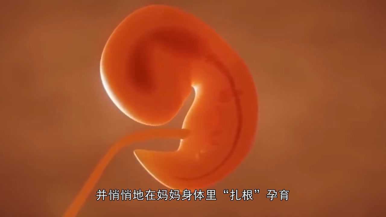 十月怀胎,充满好奇,3D视频看懂胎儿每月的变化_高清1080P在线观看平台_腾讯视频