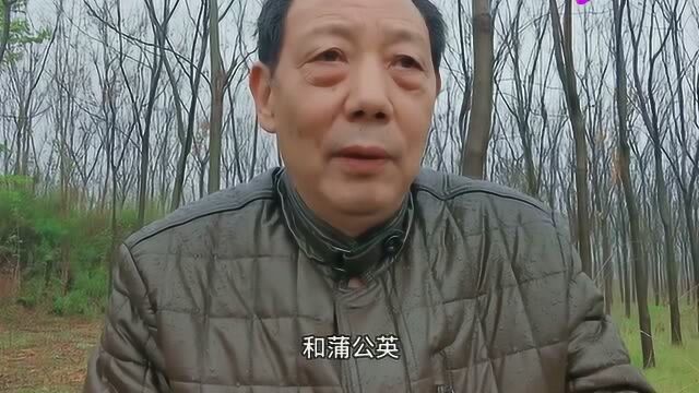 原来还有蒲公英还有真假之分,农民大叔教你怎样辨别真是假