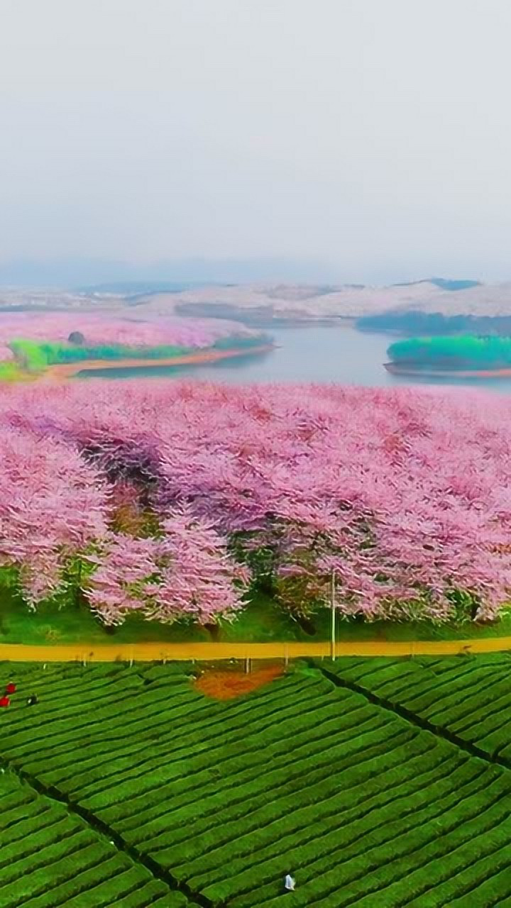 贵州平坝樱花是国内最大的樱花基地!