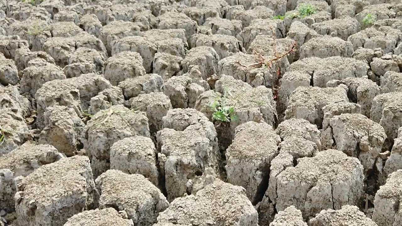 河南旱情严重眼看着庄稼枯萎了农民焦急又无奈