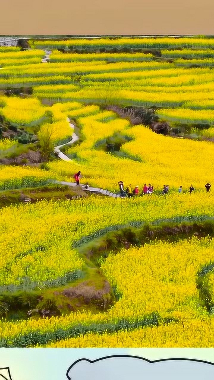 请恕我见识浅薄,这绝对是我见过最美的花海,油菜花太惊艳了!
