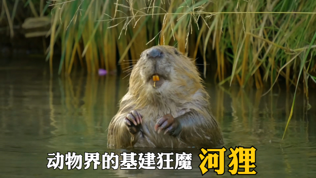 国家一级保护动物,河狸