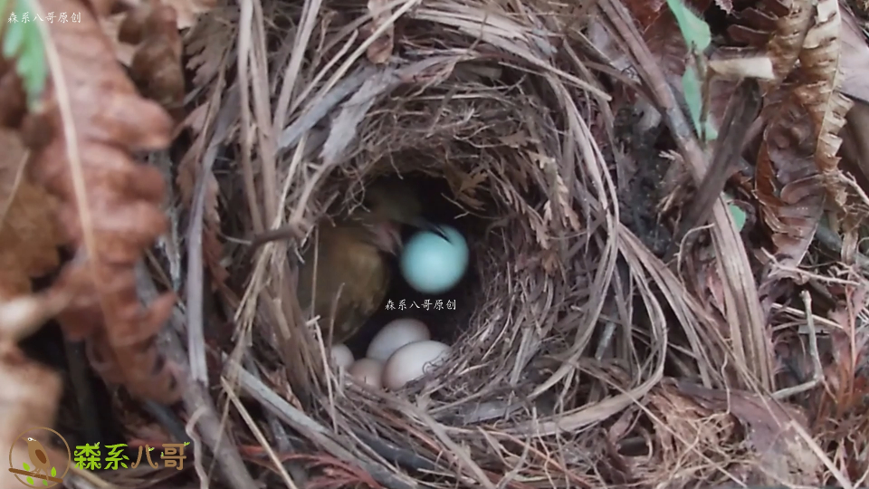 杜鹃鸟借巢寄生,却被聪明的鸟妈妈识破,直接把杜鹃鸟蛋扔了出去