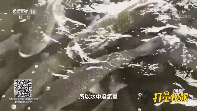 因养殖密度大,所以水中溶氧量是一个至关重要的指标