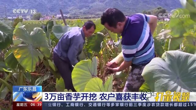 开挖啦!广东乐昌3万亩香芋喜获丰收