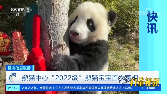 熊猫中心“2022级”熊猫宝宝首次亮相