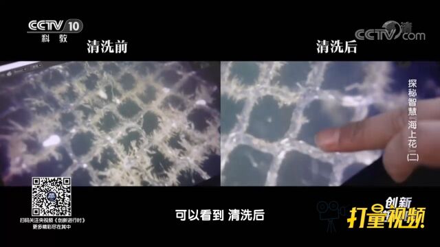 网衣清洗机器人的清洗效果如何?跟随记者一起来看看