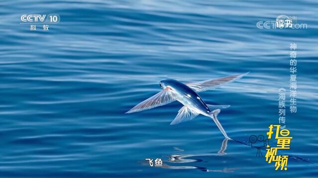 萧春雷《海族列传》,写了中国人最熟悉的68种海洋生物