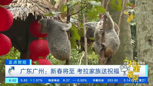 广东广州:新春将至,考拉家族送祝福