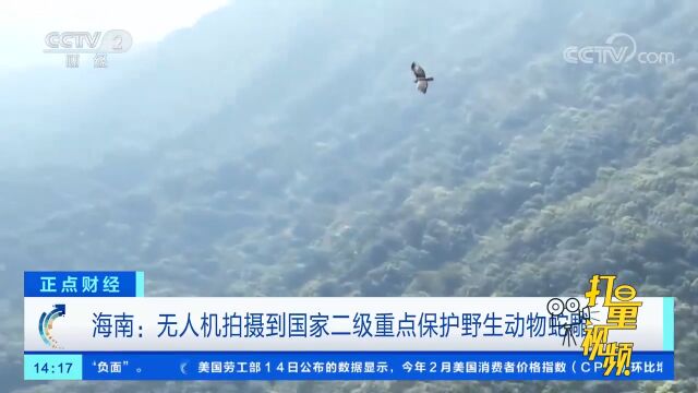 海南:无人机拍摄到国家二级重点保护野生动物蛇雕