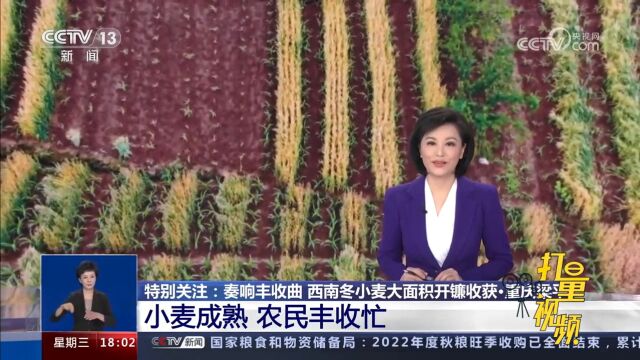 重庆梁平:小麦成熟,农民丰收忙