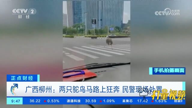 广西街头惊现鸵鸟狂奔,过路车辆拍下有趣一幕