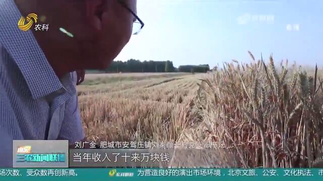 种好“一块田”,稳粮又增收!看肥城如何探索新型耕种模式