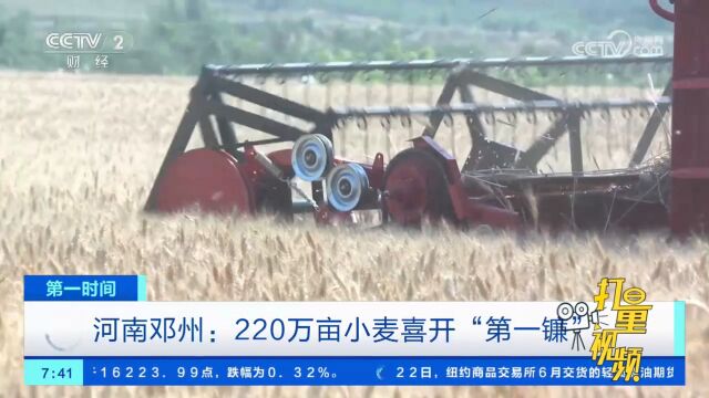 河南邓州:220万亩小麦喜开“第一镰”