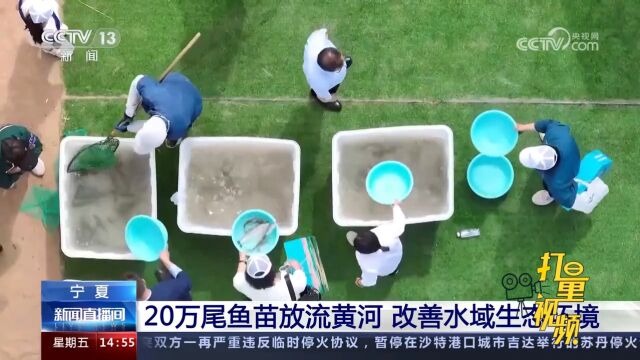 宁夏:20万尾鱼苗放流黄河,改善水域生态环境,养护水生物多样性