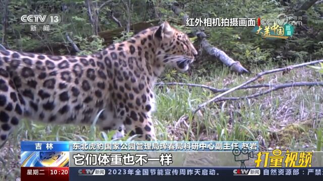 东北豹生存状况如何?一起将焦点对准东北虎豹公园的“二号”主角