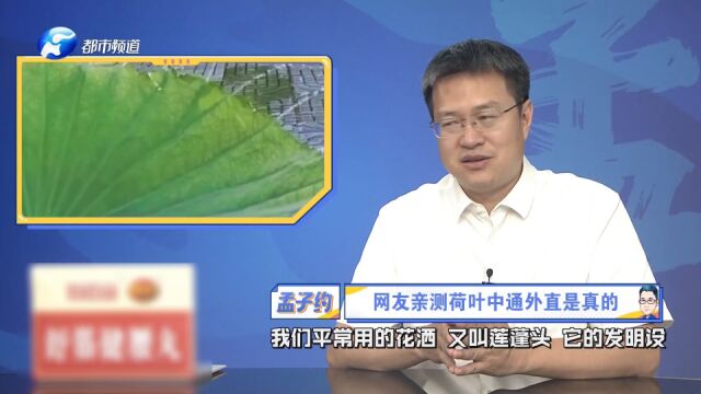 涨知识了!网友亲测荷叶中通外直,网友:任督二脉都被打通了