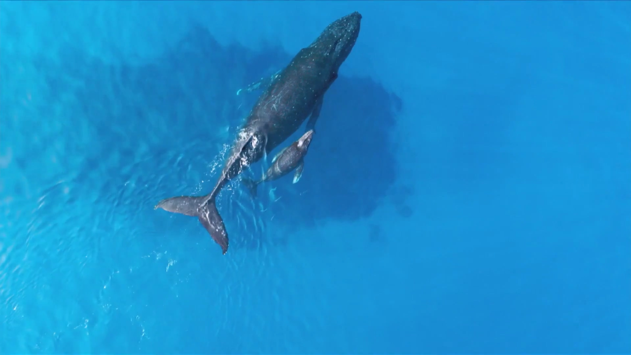 座头鲸母子惬意畅游上演温暖一幕,夏威夷的热带浅海成
