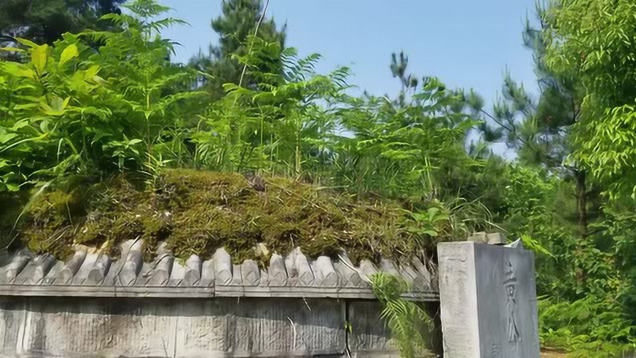 尋龍點穴實地考察親自講解陰宅風水墓穴男性墳頭草的特徵