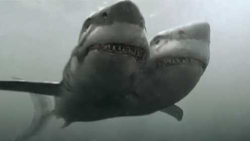 17人在海上狂欢，不料遇到巨型夺命双头鲨，一阵惨叫后只剩2人