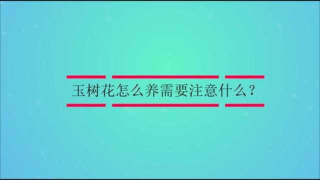 玉树花怎么养需要注意什么?