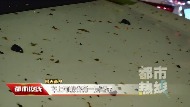 灰椋鸟在空中聚集盘旋 密密麻麻犹如龙卷风