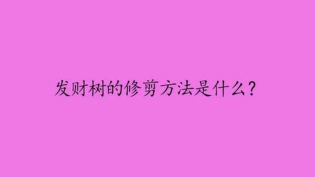 发财树的修剪方法是什么?