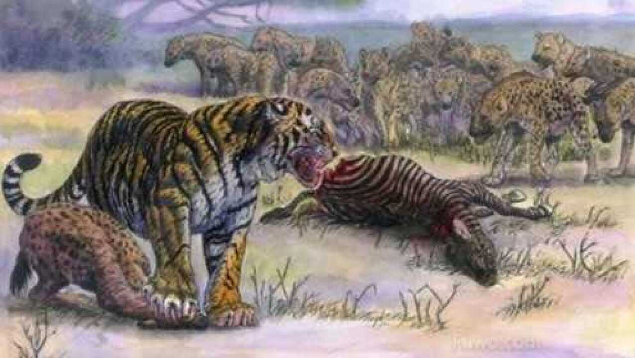 实拍母老虎大战凶残鬣狗在丛林之王面前鬣狗简直不堪一击