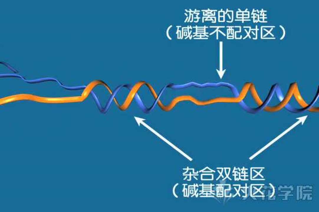 dna分子杂交示意