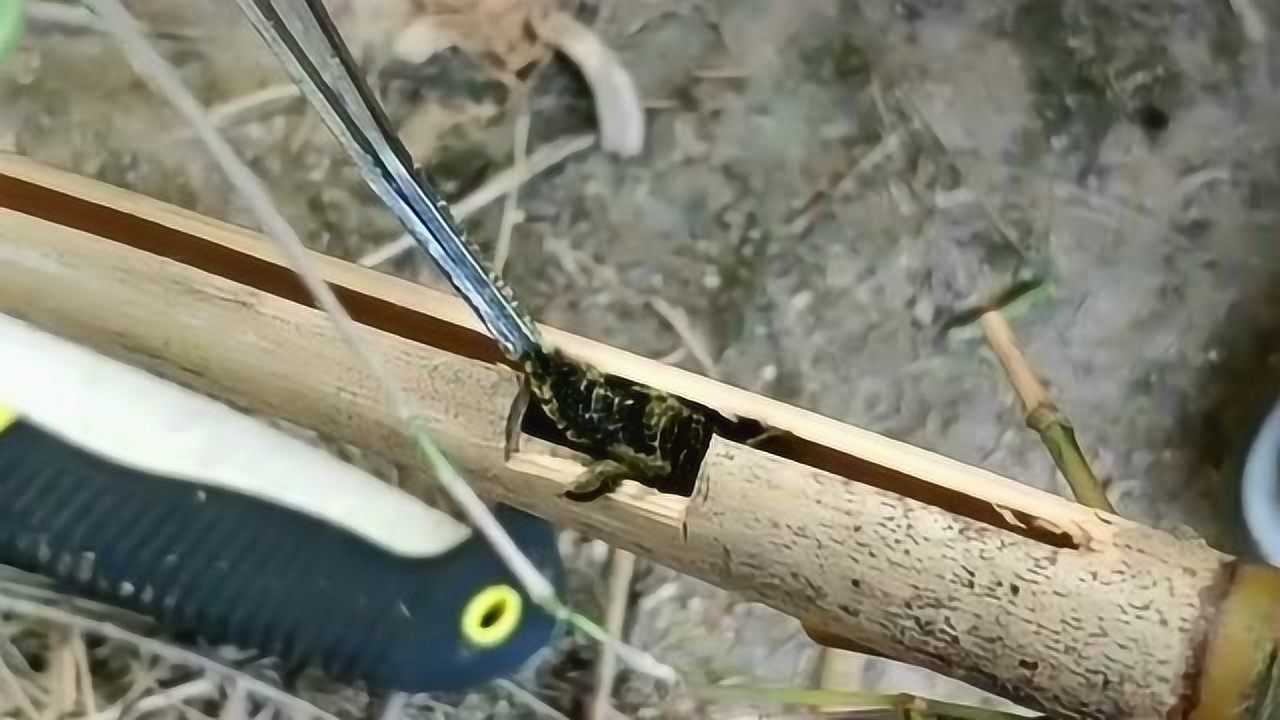 紫兰素捕竹蜂,咸竹蜂_大山谷图库