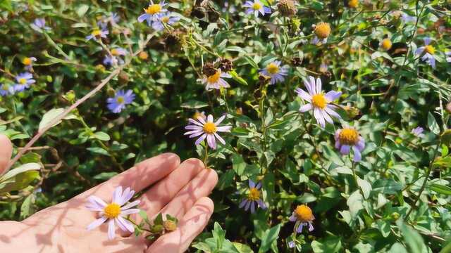 农村植物“马兰头”、“田边菊”,全草价值好,路过你认识吗?