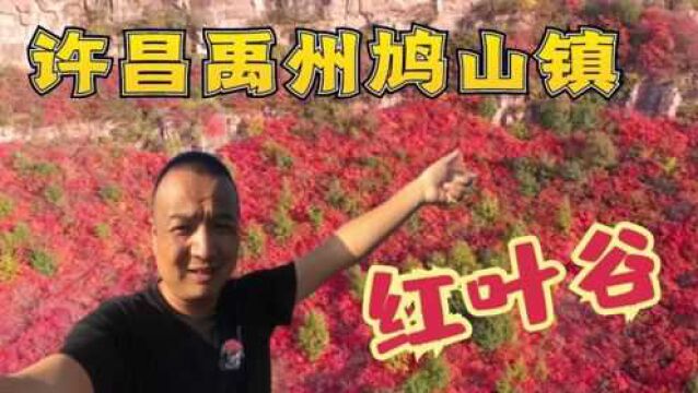 禹州鸠山寻找红叶谷 为了看美景结果被困半山腰,下山好艰难!