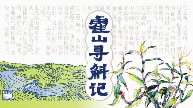 隐于深山的仿野生石斛种植基地——扬子名医团霍山寻斛记