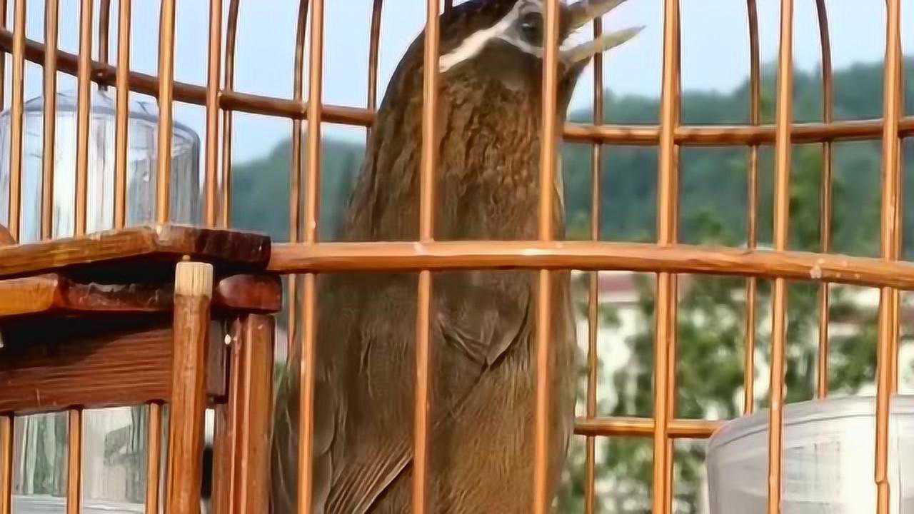 公母画眉鸟对唱鸟界好声音值得收藏