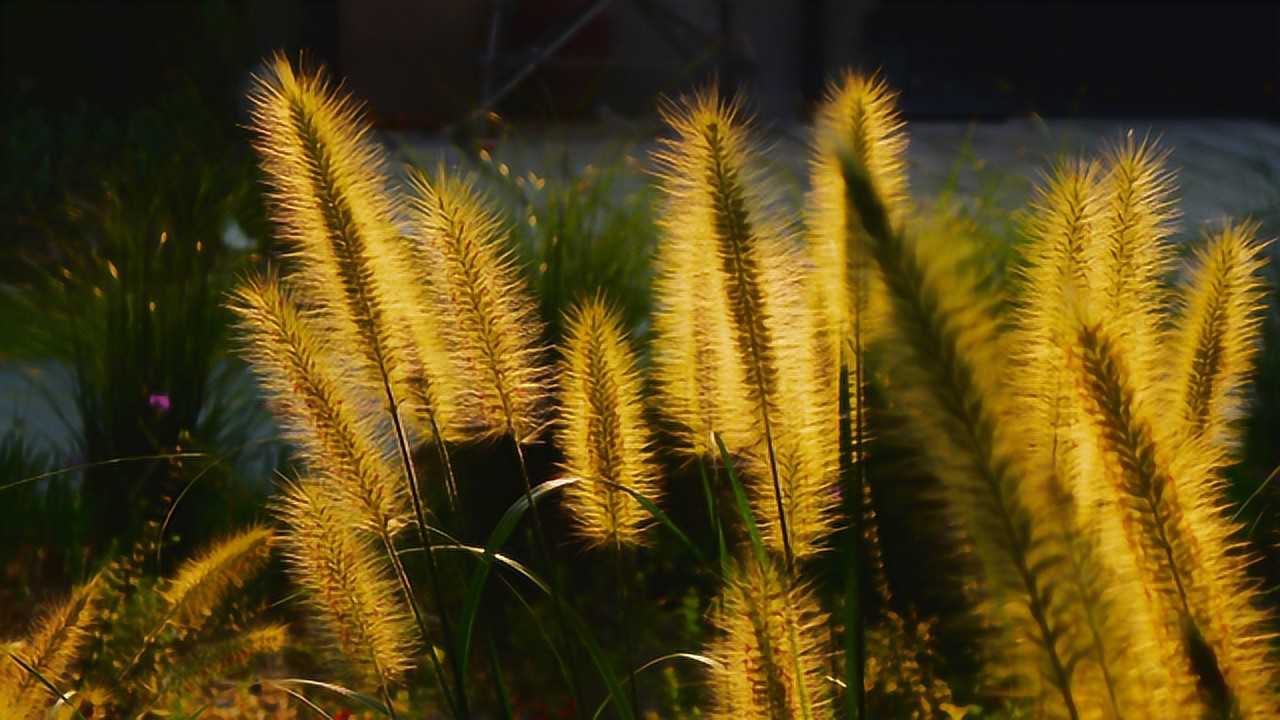 野燕麦是什么_野燕麦是什么样子_野燕麦是真的吗