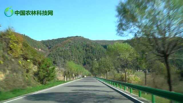 离开黄龙瓦子街向宜川出发,没有高速前去壶口瀑布都走这条路