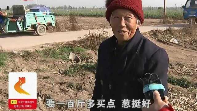 红薯花生被盗,仅剩的大葱又滞销,大爷大妈火热购买,菜农乐开花