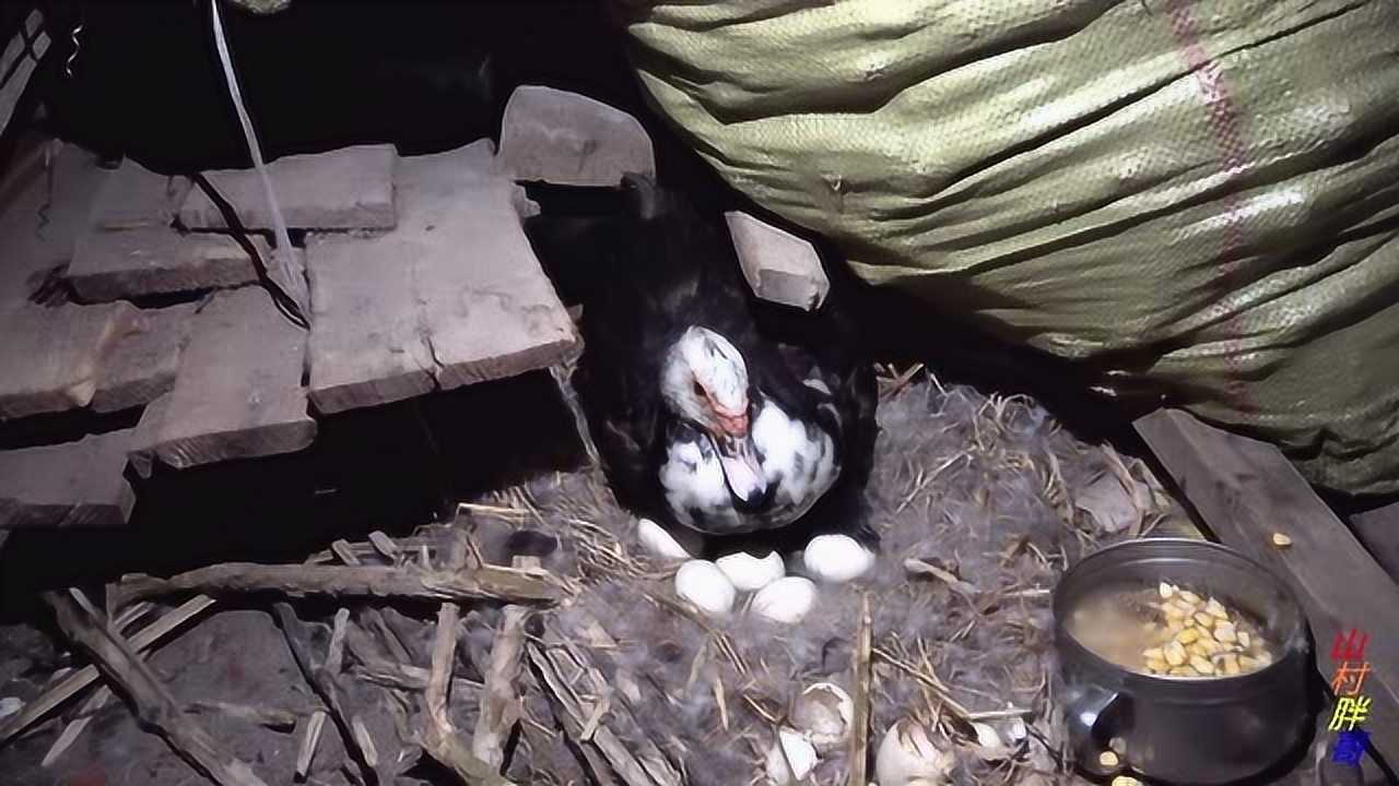 一只母鸭自己偷偷下了14个鸭蛋孵小鸭28天后它能孵出小鸭吗