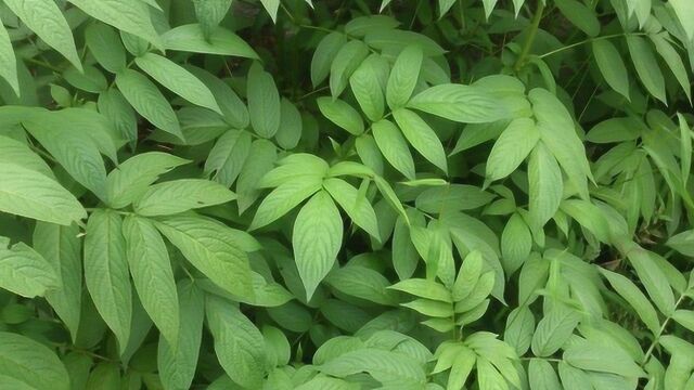 农村一种野草叫接骨草,晒干后药用价值珍贵,治跌打损伤是良药