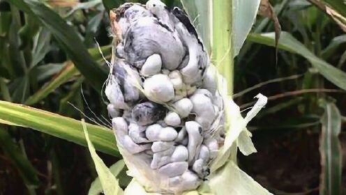 玉米上长出“霉菌”别扔掉，农民不识货，外国人花高价抢着买！