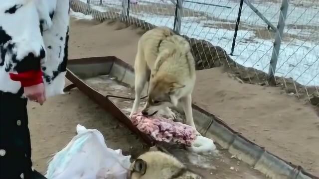 野狼终究是野性难驯,不管你对它有多么的好,它还是会冲你呲牙!