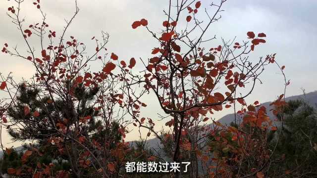 北京的香山公园,11月中旬红叶不多了,再看就明年啦