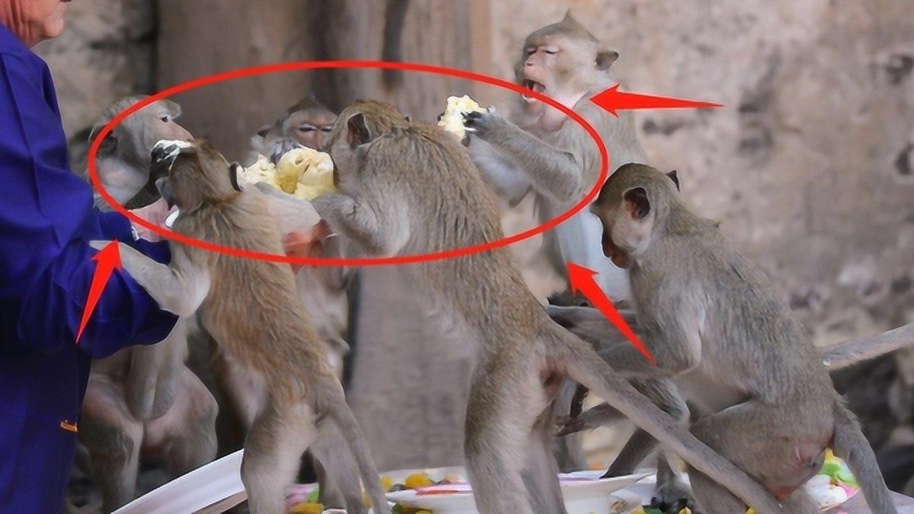 食人猴 进化图片